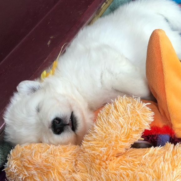 Meet your Posher, Selina - Picture 1 of 1